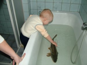 A carp in a czech bathtub