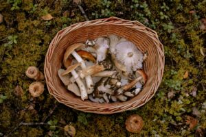 Porcini, the parasol mushroom, and the blusher are some of the most popular mushrooms.