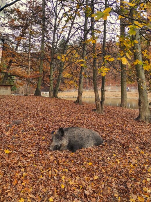 Sleeping wild boar